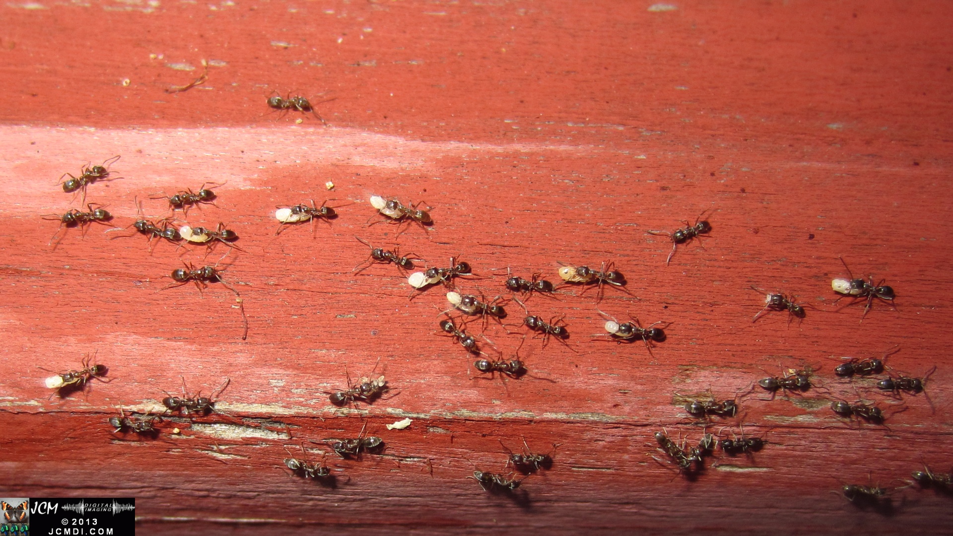 Save the Larvae! Argentine Ants abondoning flooded nest